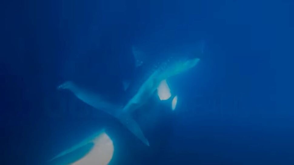 صحنه شگفت‌انگیز تکه‌ پاره شدن کوسه نهنگ توسط نهنگ قاتل از زیر آب/ عکس