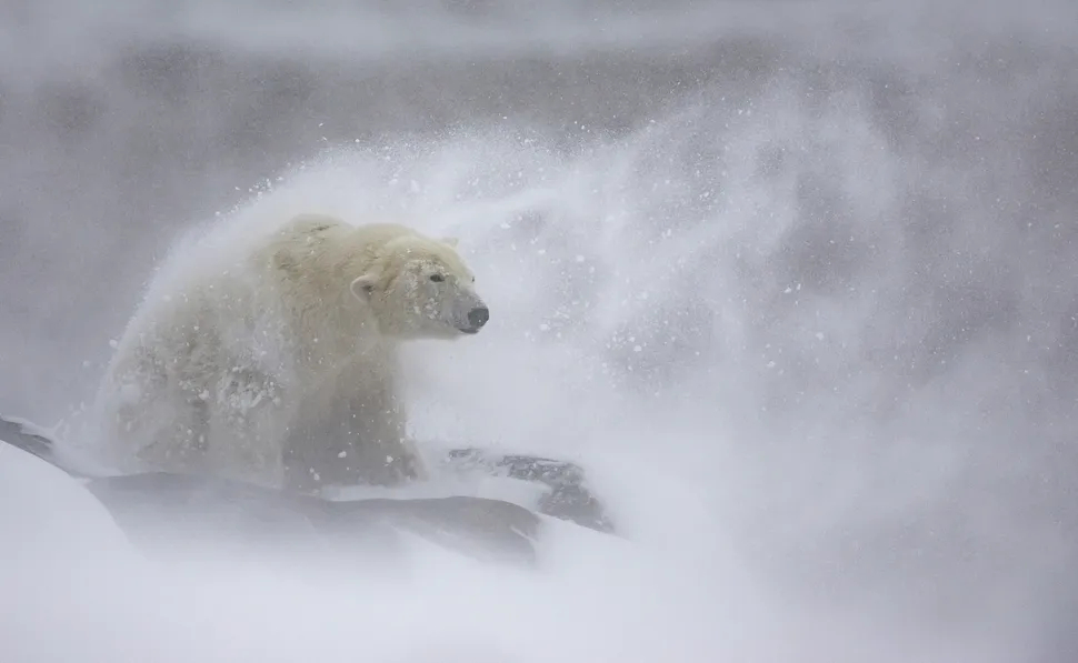 خرس قطبی در کانادا، در سال ۲۰۲۲ در کولاک گرفتار شد