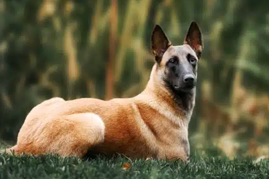 بلژیک بلژیک