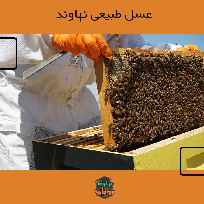 عمومی