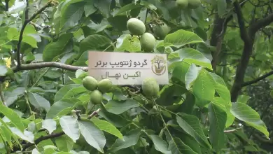 عمومی