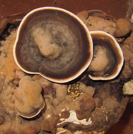 گانودرما