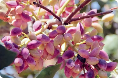 عمومی