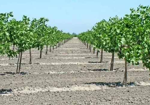 عمومی