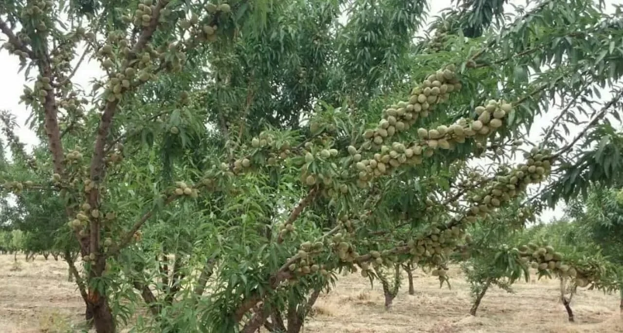 عمومی