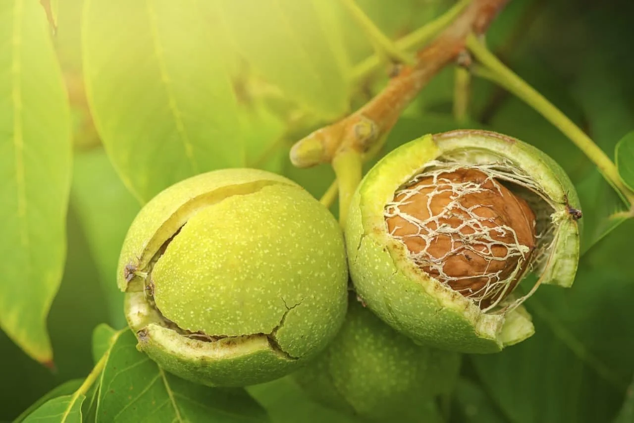 عمومی