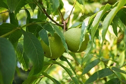 کسب و کار برتر