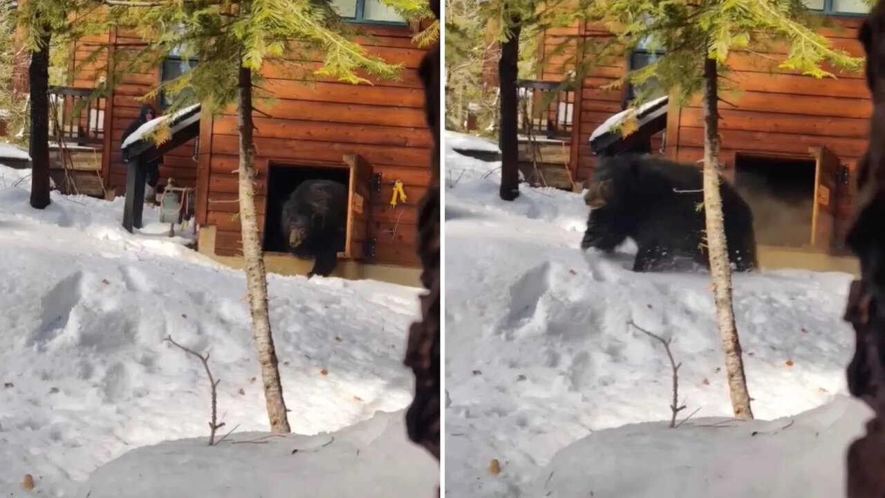عکس| محبوس شدن خرسی در زیر زمین یک خانه؛ پناه حیوان در برف و سرما