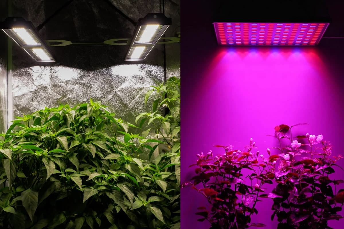 بهترین نور برای رشد گیاه | تاثیر رنگ نور بر رشد گیاهان