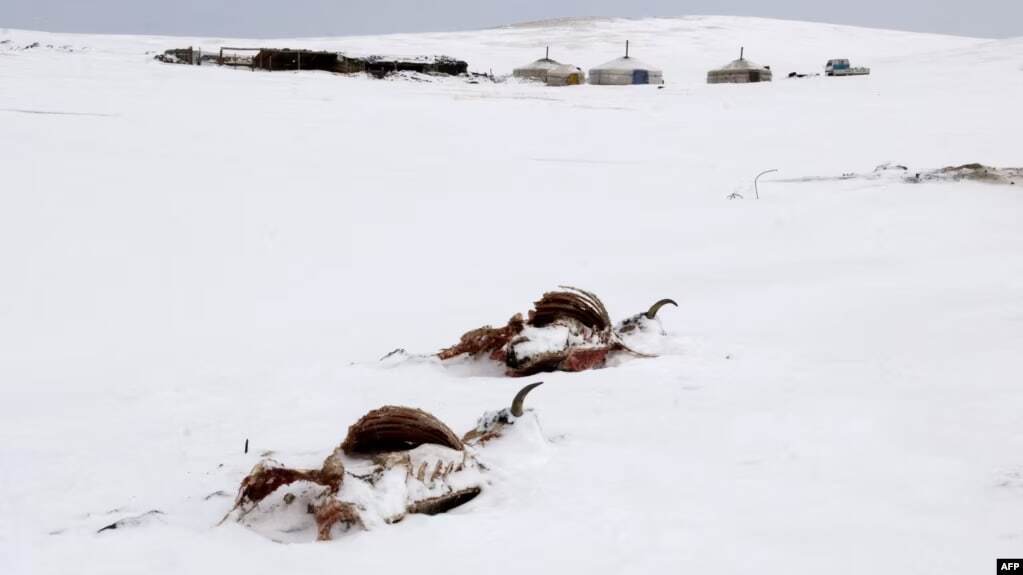 سرمای کم‌سابقه در مغولستان؛ دست‌کم دو میلیون دام و حیوان تلف شدند