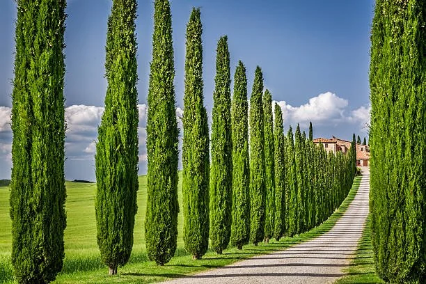 Shiraz cedar tree planting distance
