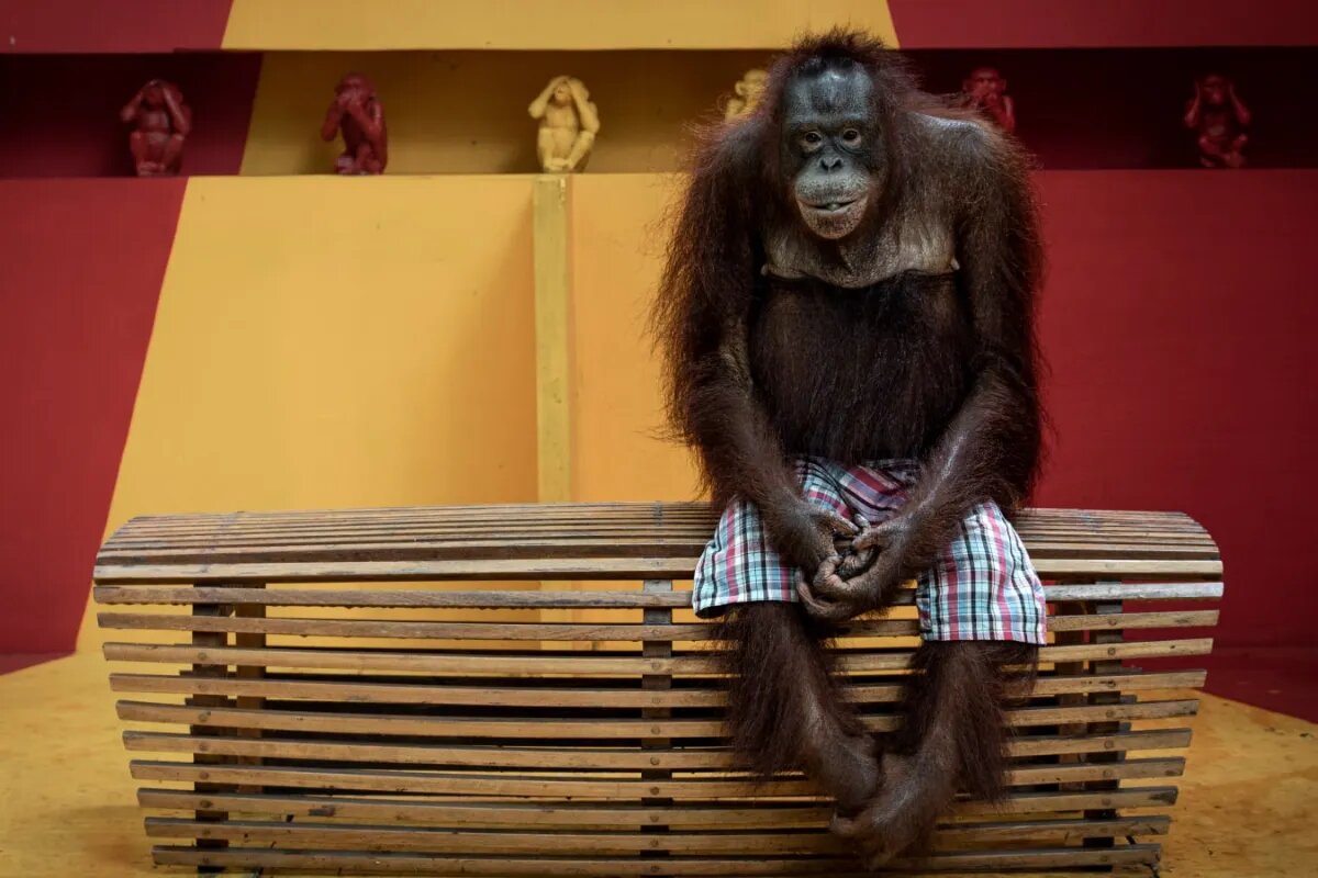 «انتظار صبورانه اورانگوتان» و دیگر برندگان عکاسی محیط زیست / عکس