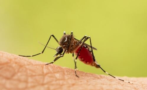 چه بیماری‌هایی از پشه‌ به انسان‌ منتقل می‌شوند؟